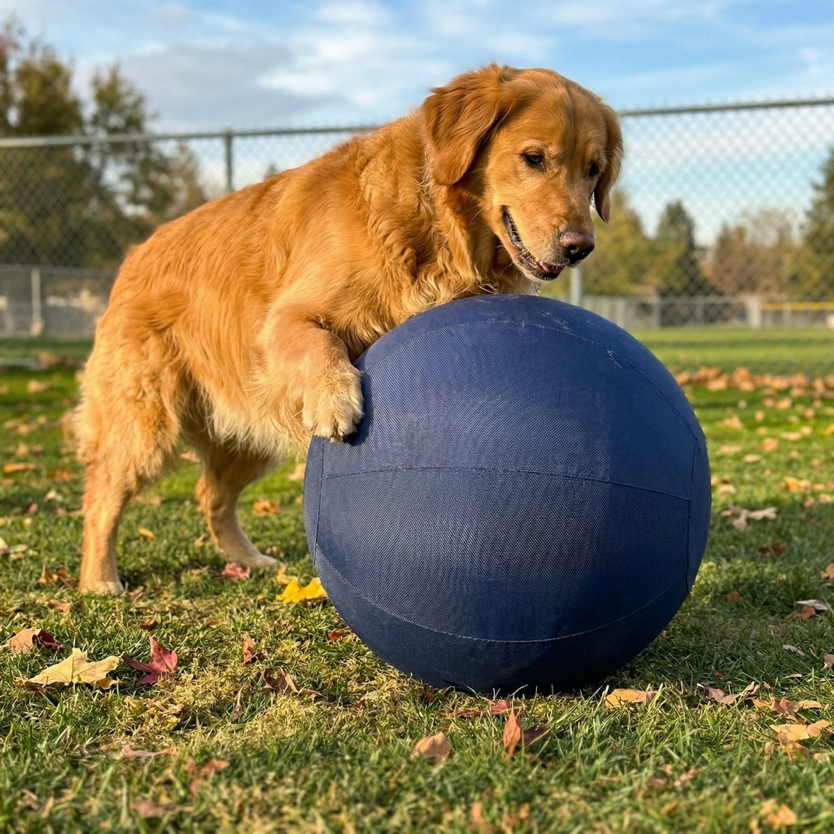 Golden retriever pushing the blue herding ball outdoors
